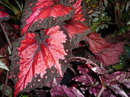 Begonia rex